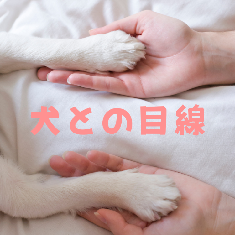 犬との目線